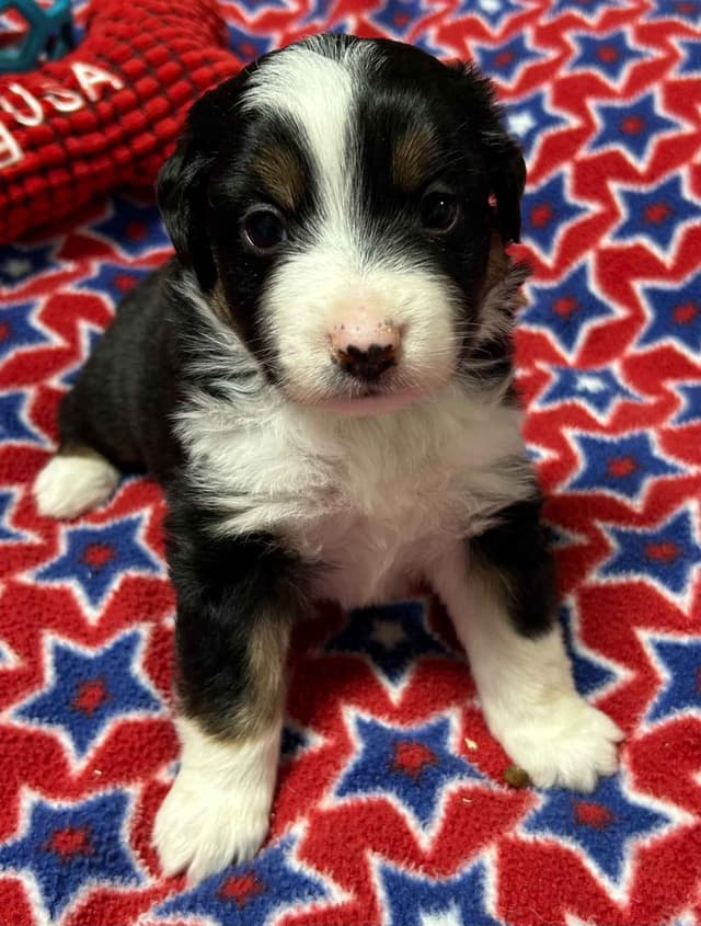 Miniature American Shepherd Puppies media 14