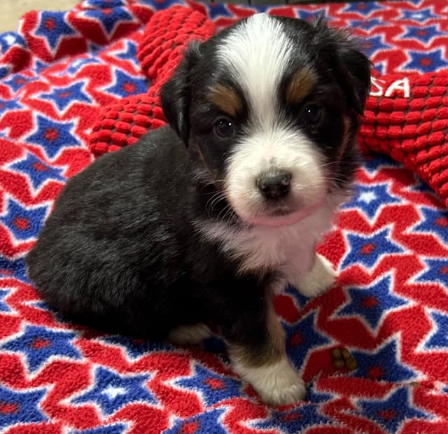 Miniature American Shepherd Puppies media 15