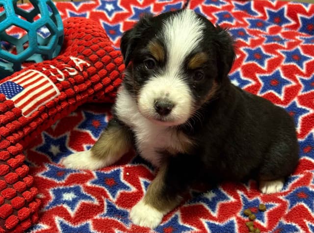 Miniature American Shepherd Puppies media 16
