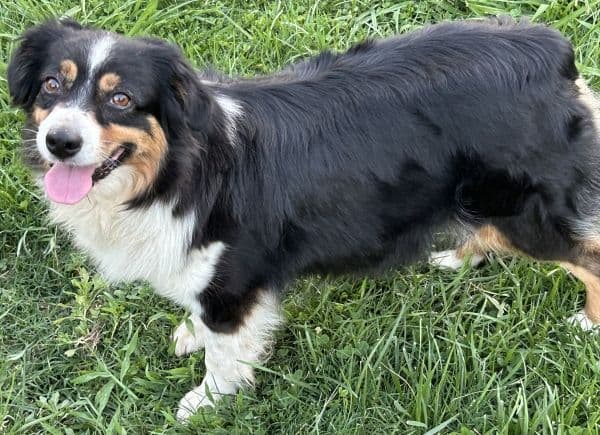 Miniature American Shepherd Puppies media 19
