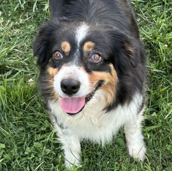Miniature American Shepherd Puppies media 20