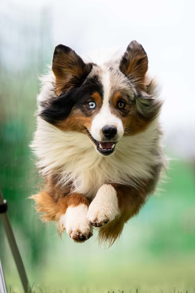 Miniature American Shepherd Puppies media 22