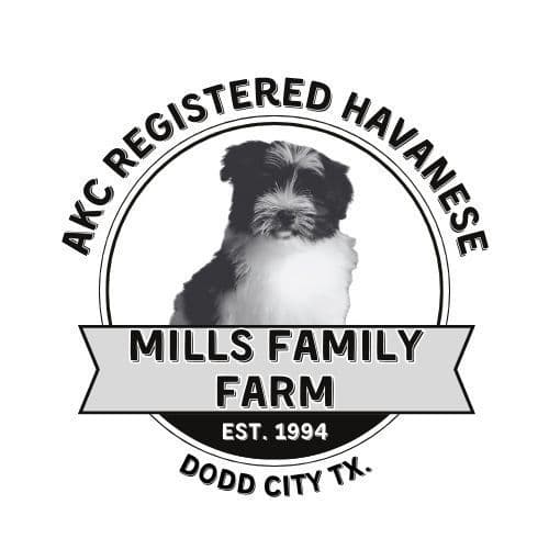 Havanese Puppies breeder image 1