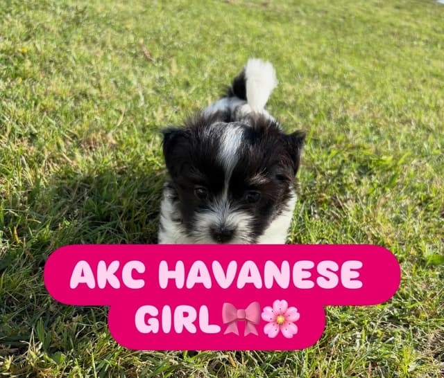 Havanese Puppies media 2