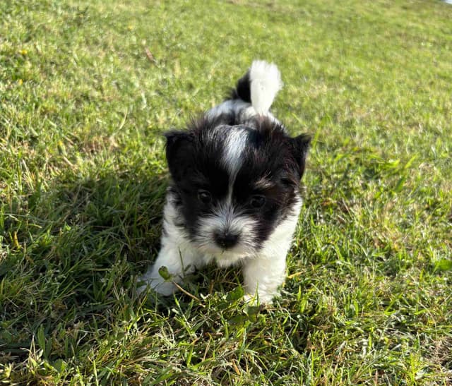 Havanese Puppies media 4