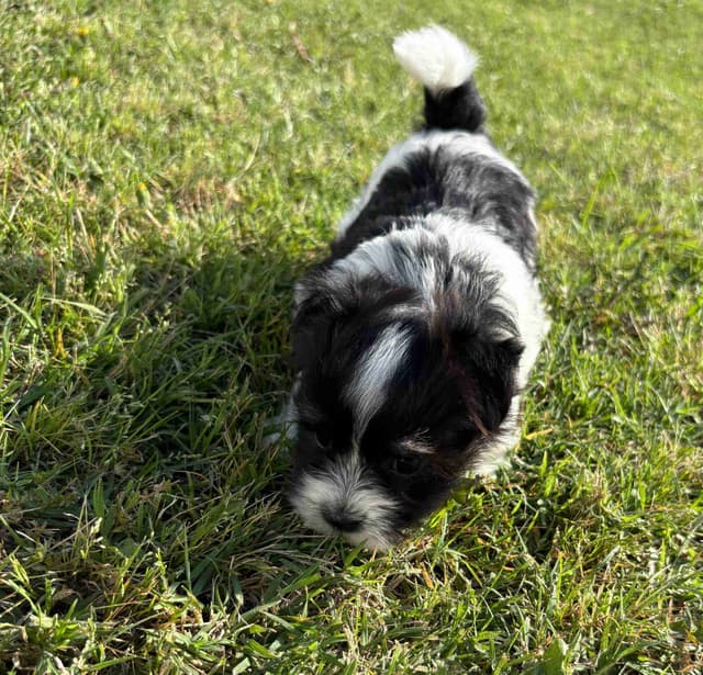 Havanese Puppies media 5