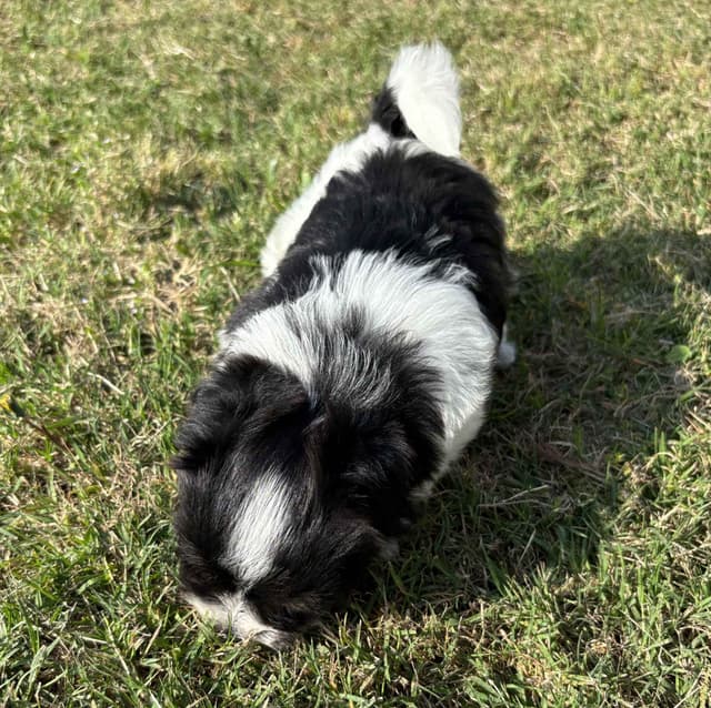 Havanese Puppies media 6