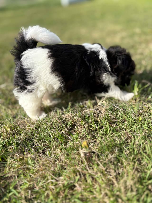Havanese Puppies media 7