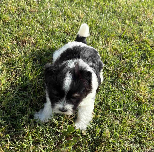 Havanese Puppies media 8