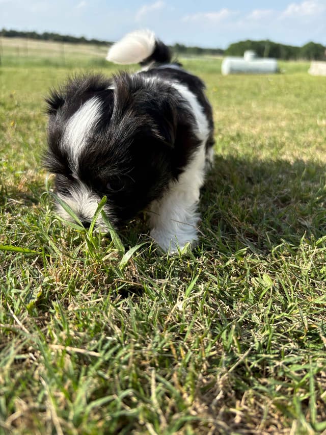 Havanese Puppies media 9
