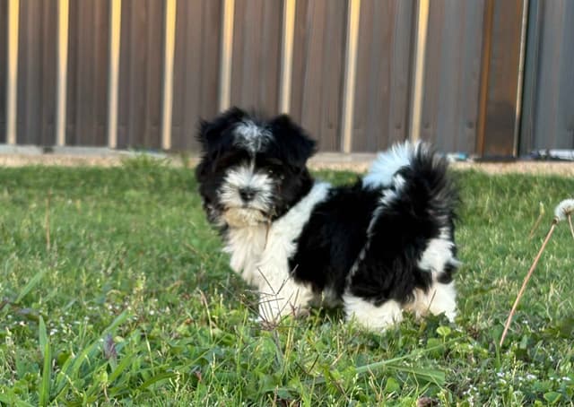 Havanese Puppies media 10