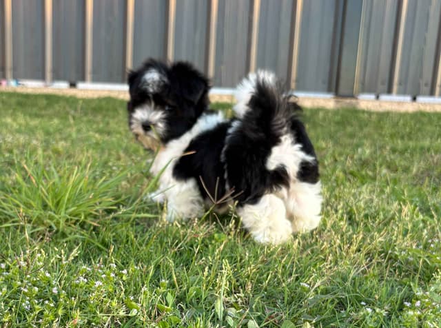 Havanese Puppies media 11