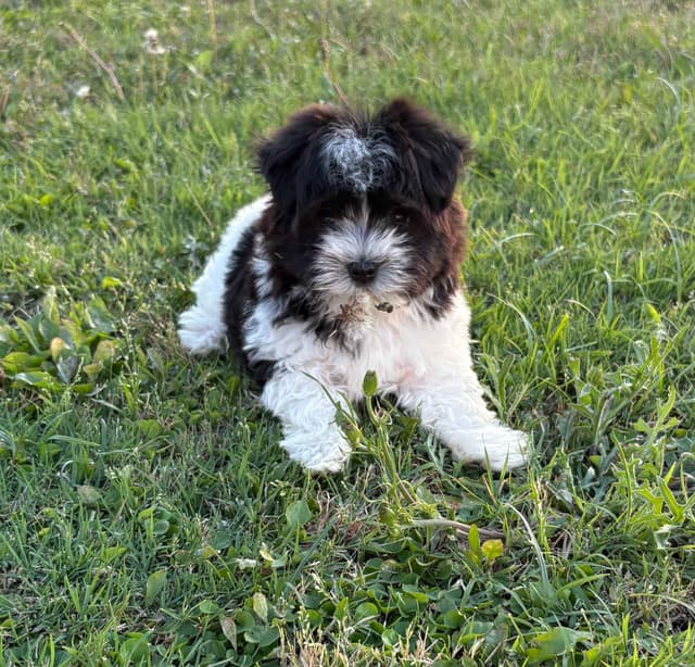 Havanese Puppies media 12
