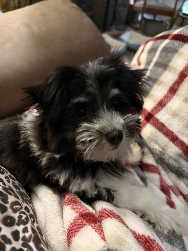 Havanese Puppies media 14