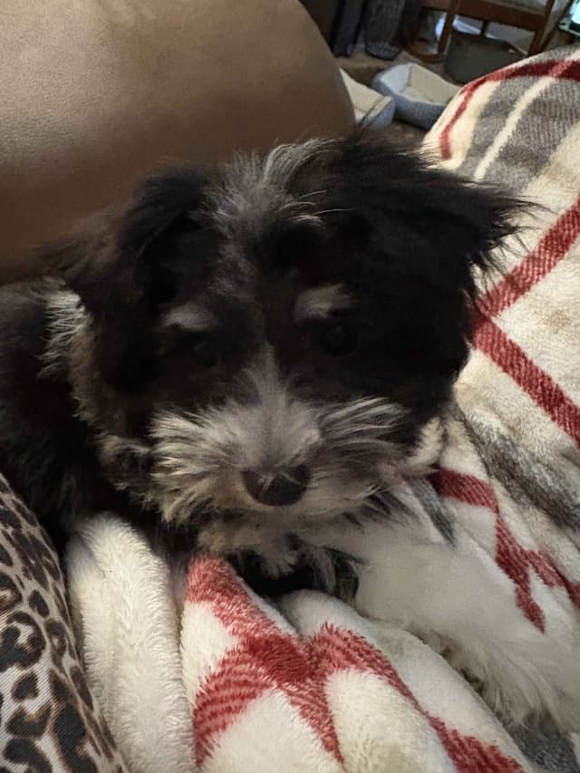 Havanese Puppies media 15
