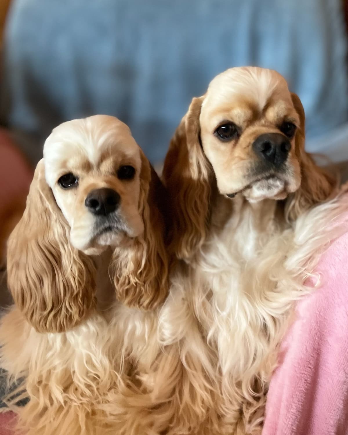 Cocker Spaniel Puppies breeder image 1