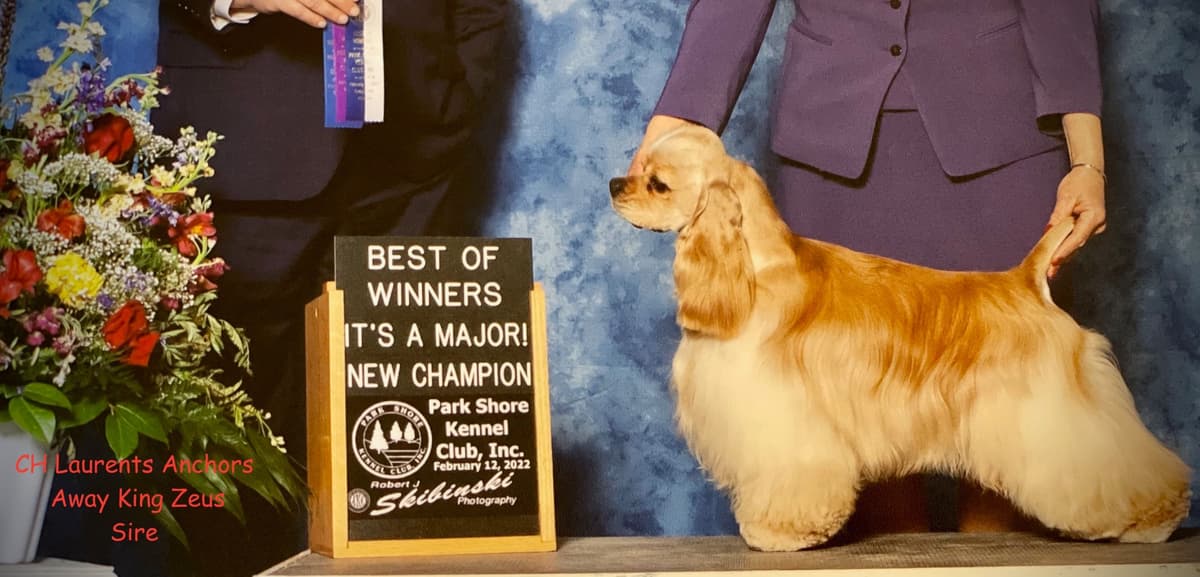 Cocker Spaniel Puppies breeder image 3