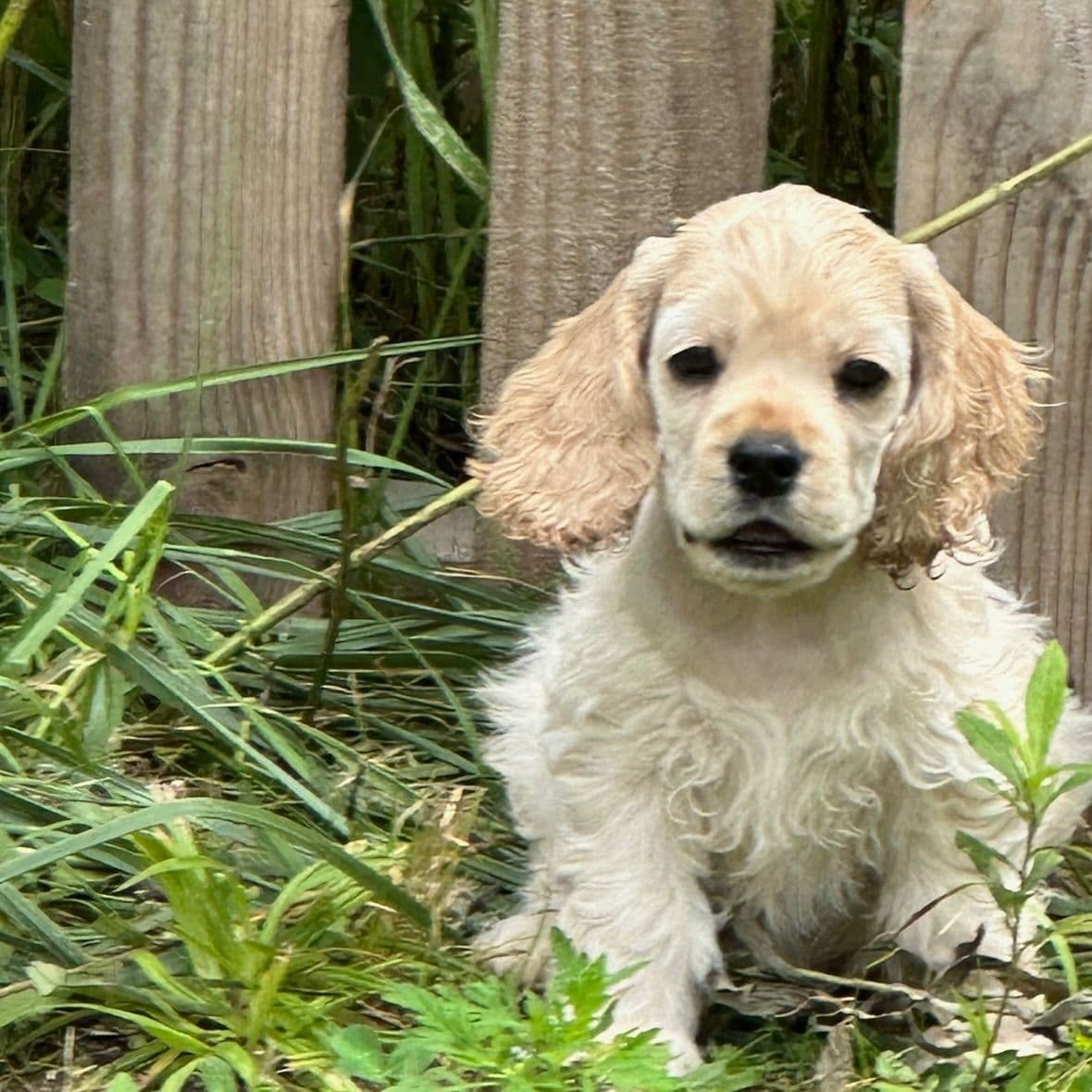 Cocker Spaniel Puppies breeder image 7