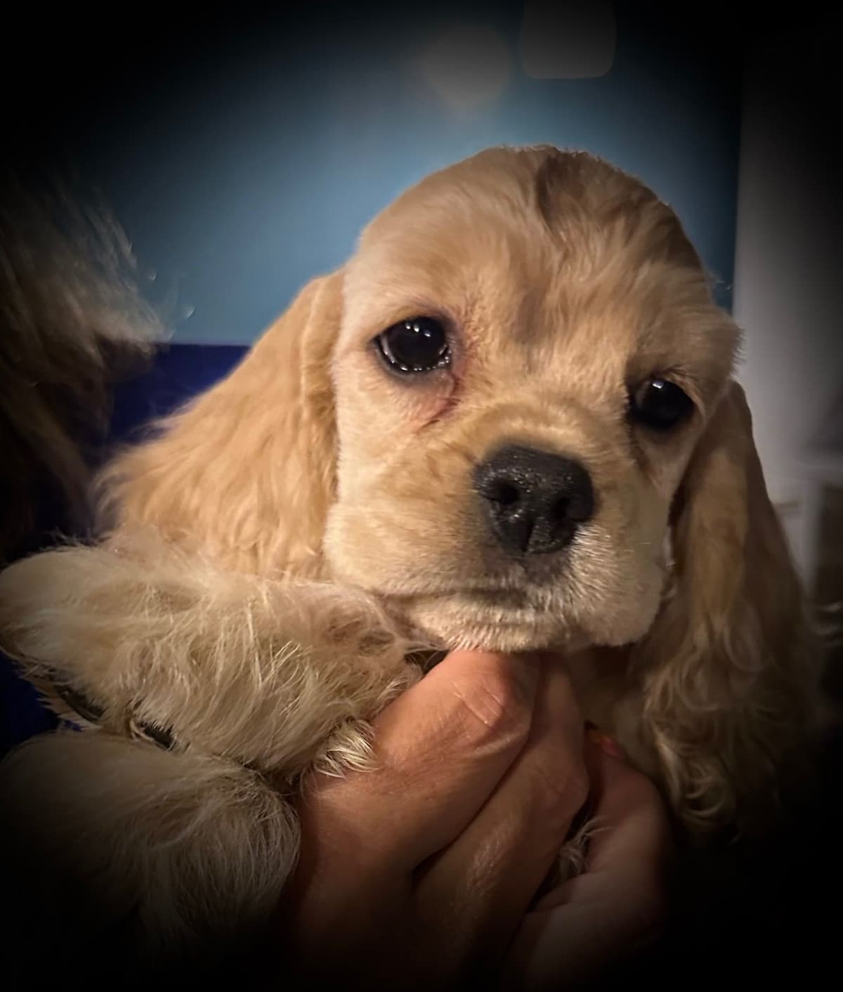 Cocker Spaniel Puppies breeder image 5