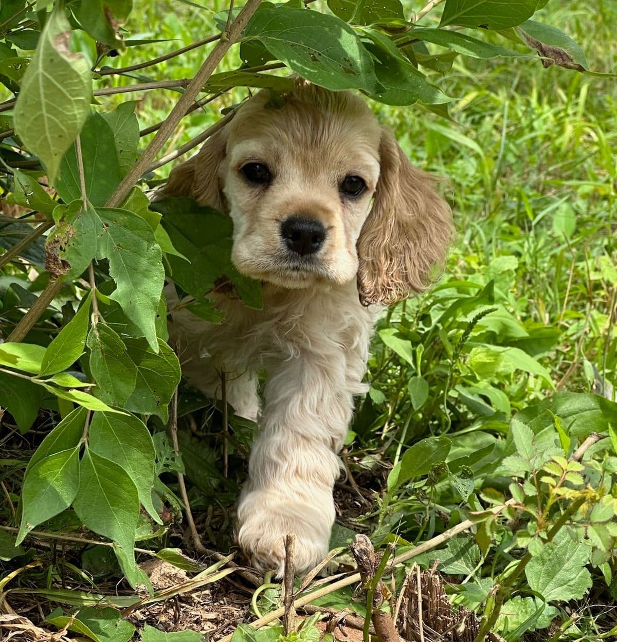Cocker Spaniel Puppies breeder image 11