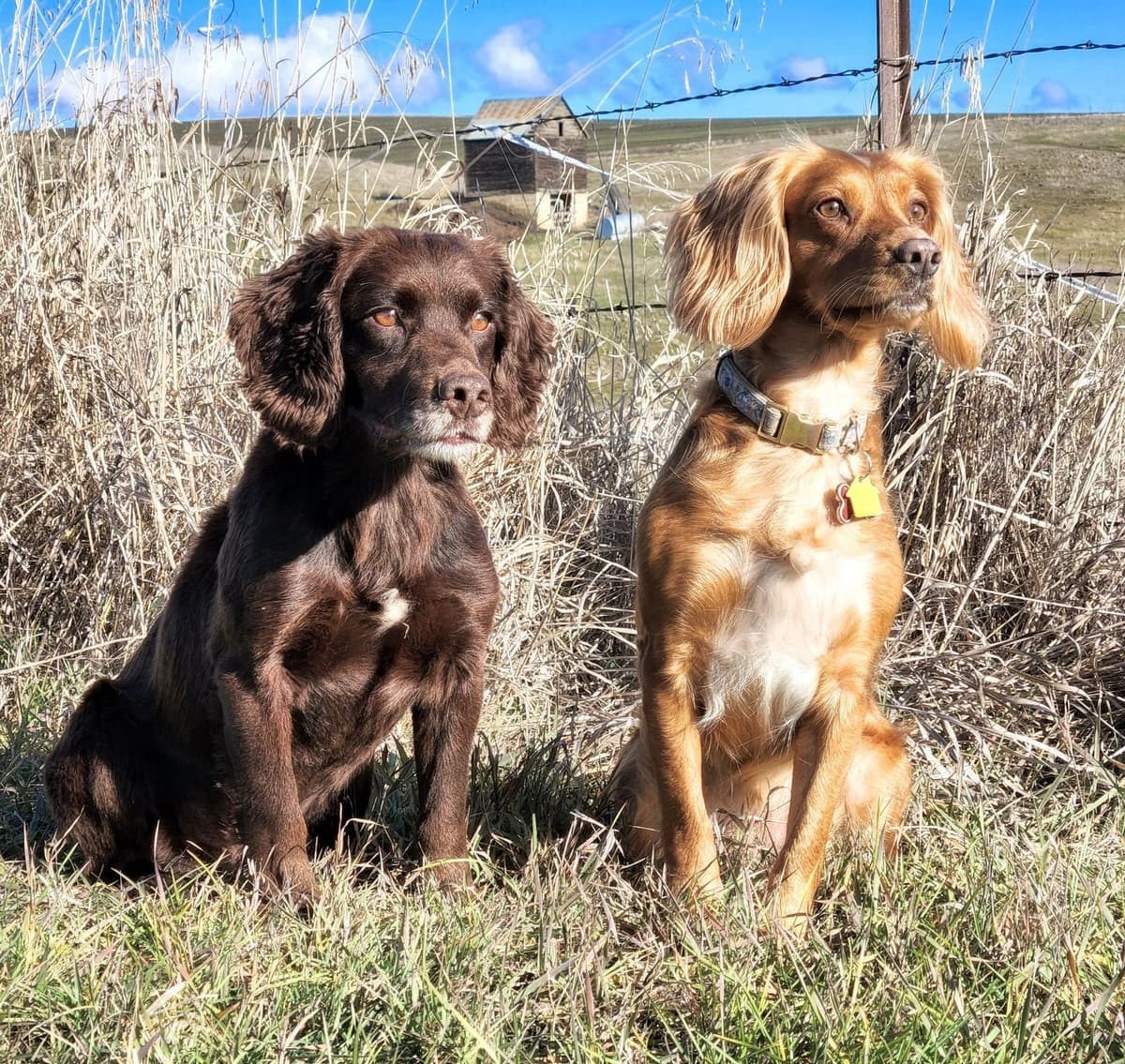 English Working Cocker Spaniel Puppies breeder image 1