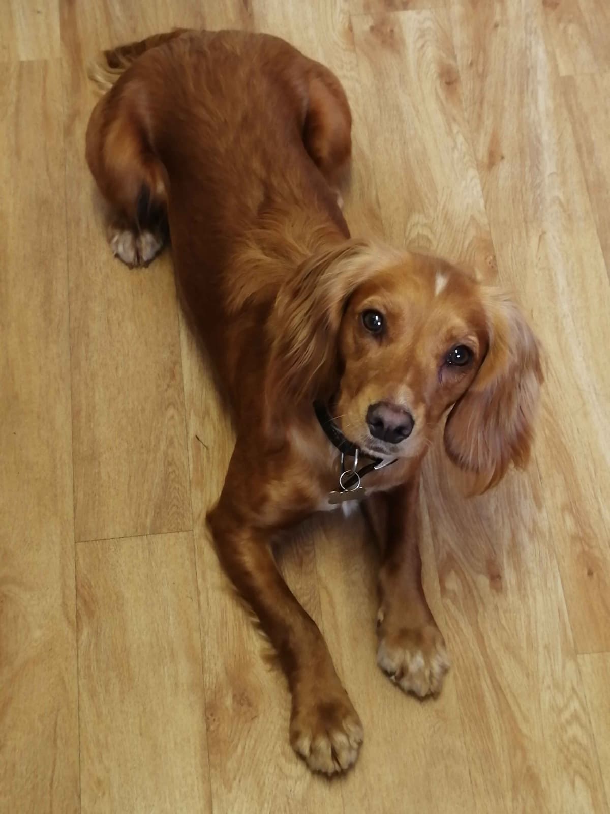 English Working Cocker Spaniel Puppies breeder image 5