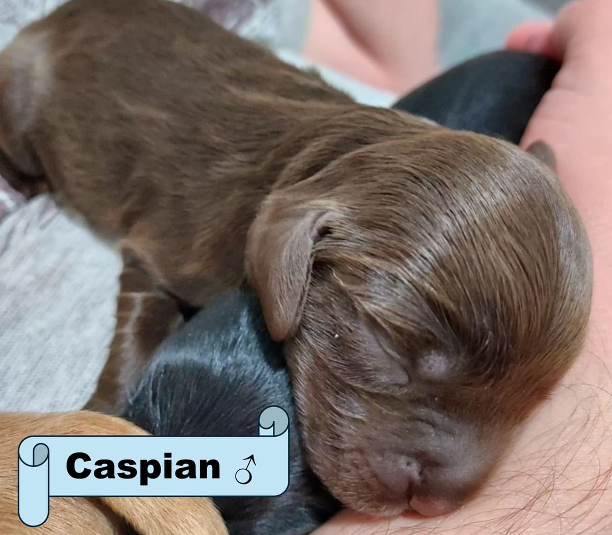 English Working Cocker Spaniel Puppies breeder image 9