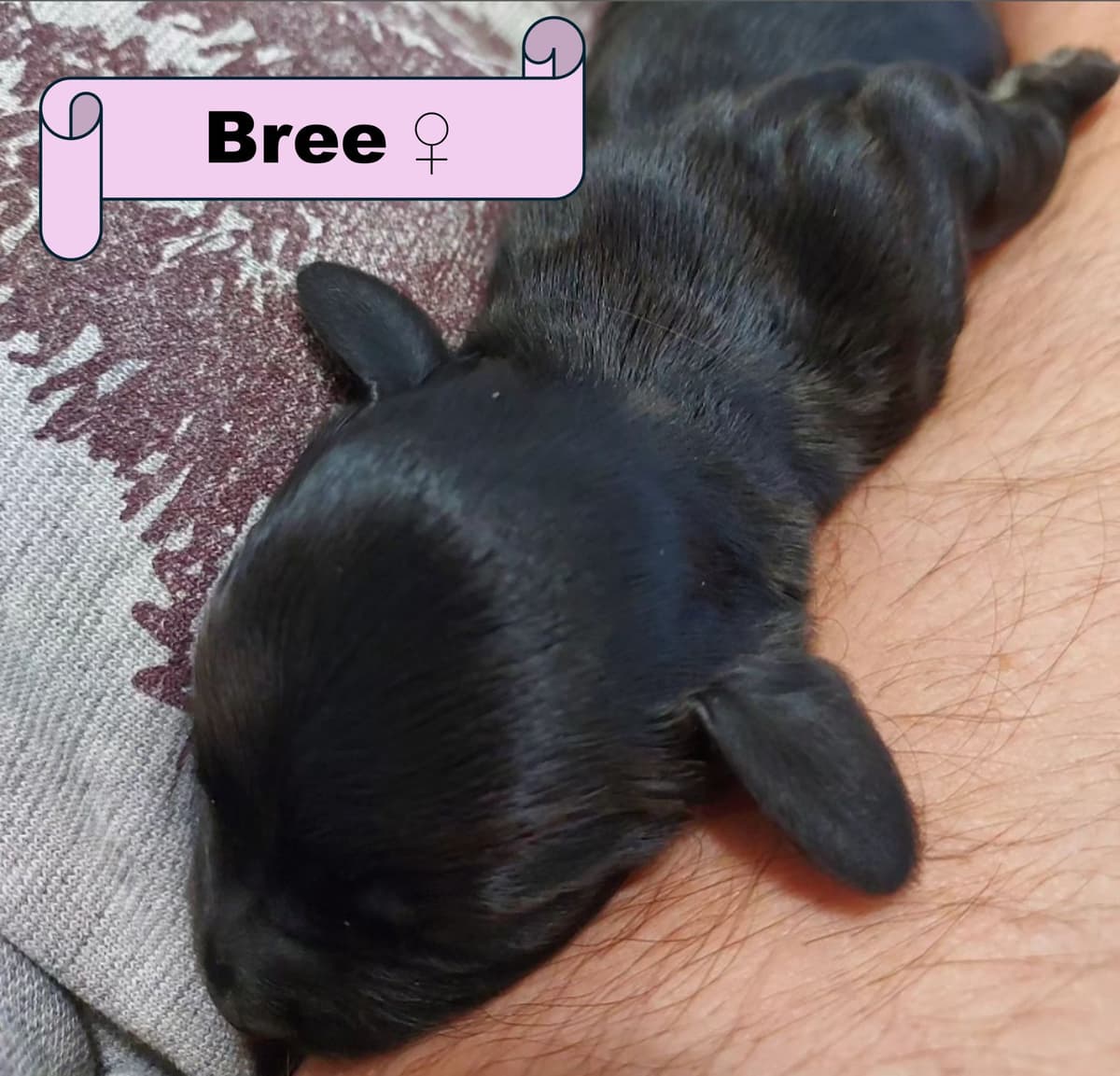 English Working Cocker Spaniel Puppies breeder image 8