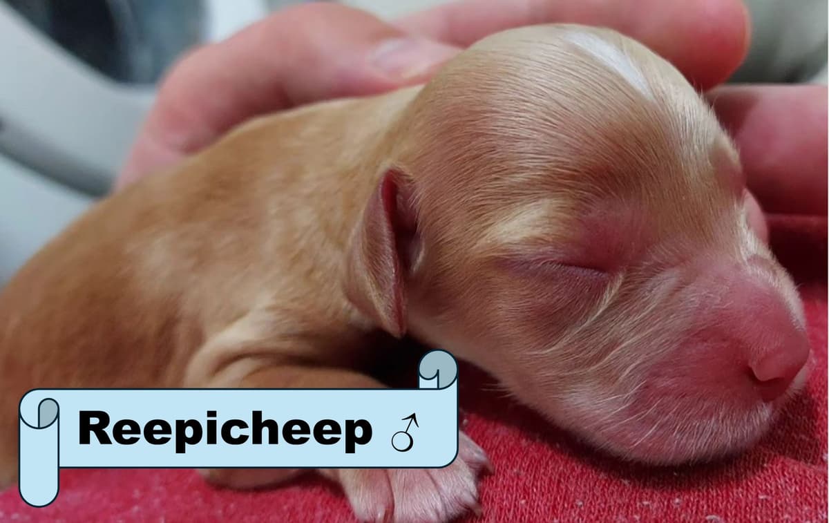 English Working Cocker Spaniel Puppies breeder image 7