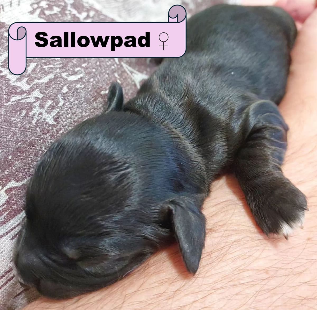 English Working Cocker Spaniel Puppies breeder image 6