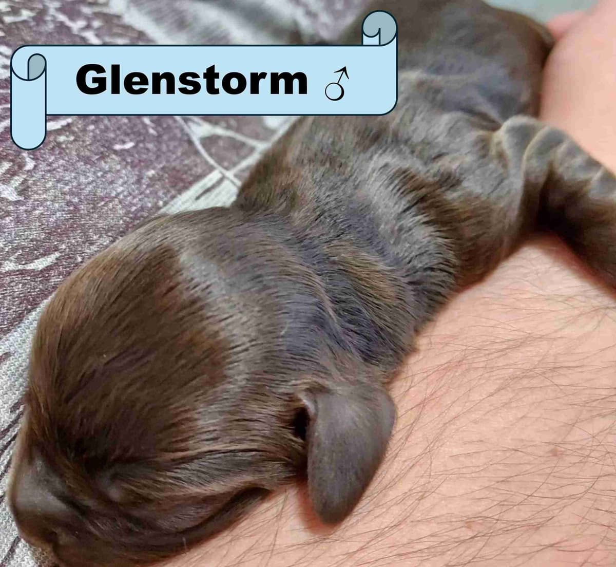English Working Cocker Spaniel Puppies breeder image 11