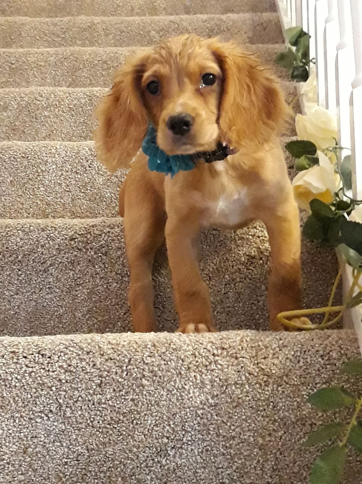 English Working Cocker Spaniel Puppies breeder image 10
