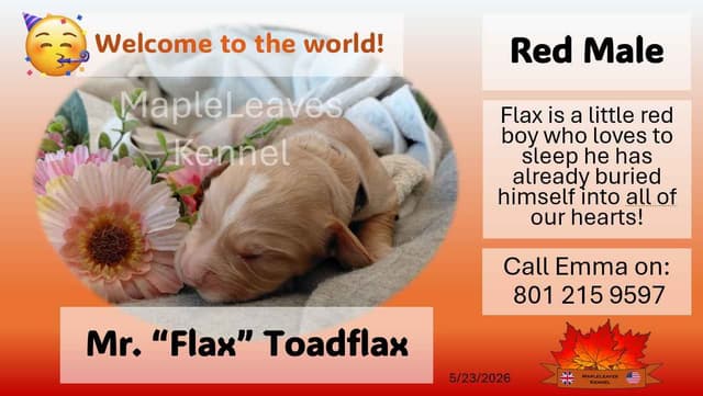 English Working Cocker Spaniel Puppies media 3