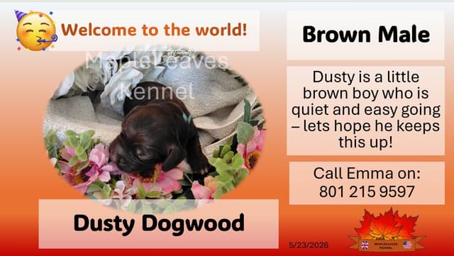 English Working Cocker Spaniel Puppies media 16