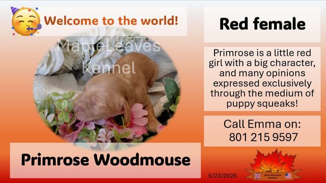 English Working Cocker Spaniel Puppies media 12