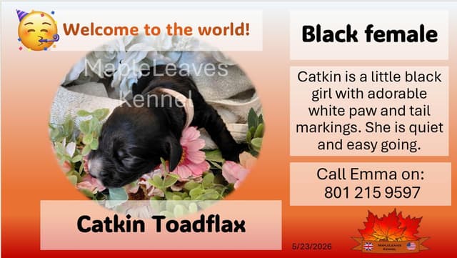 English Working Cocker Spaniel Puppies media 6