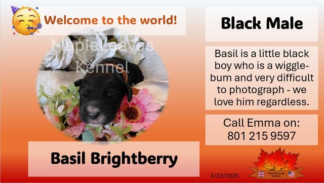 English Working Cocker Spaniel Puppies media 9