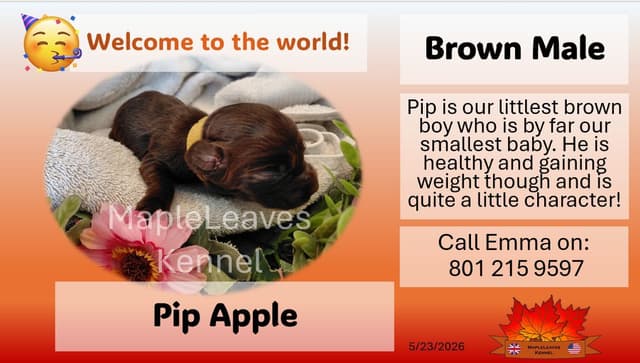 English Working Cocker Spaniel Puppies media 19