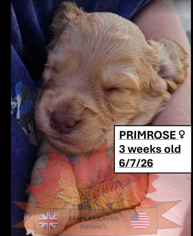 English Working Cocker Spaniel Puppies media 13