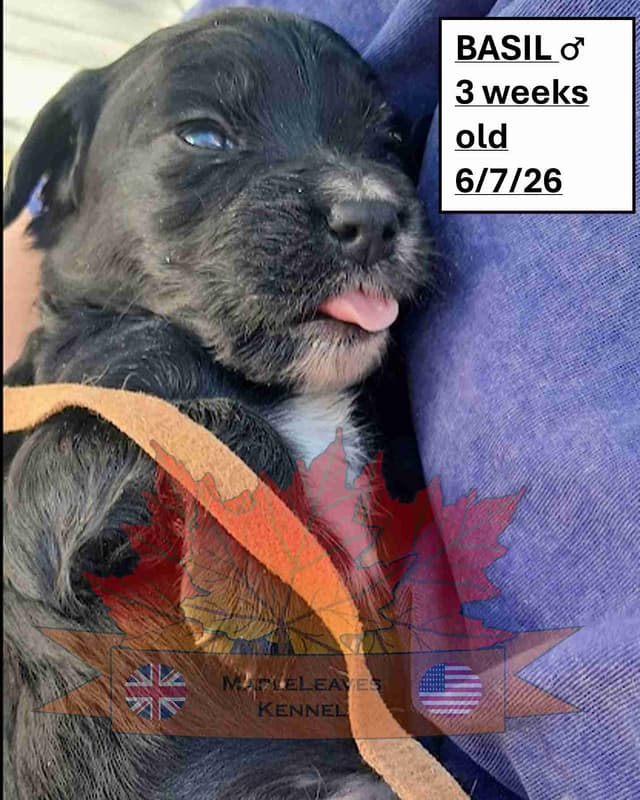 English Working Cocker Spaniel Puppies media 10