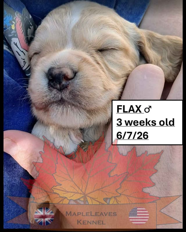 English Working Cocker Spaniel Puppies media 4