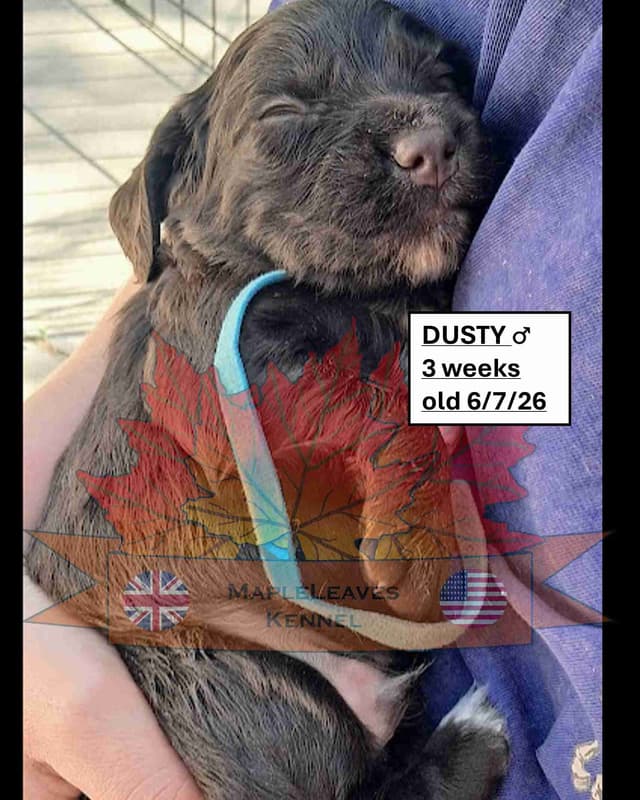 English Working Cocker Spaniel Puppies media 17