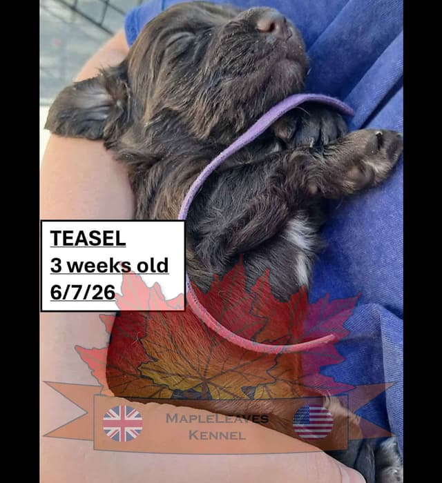 English Working Cocker Spaniel Puppies media 15