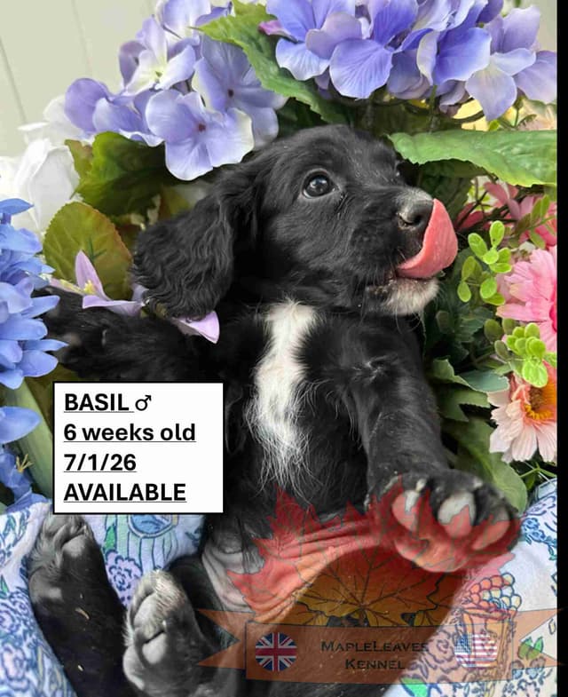English Working Cocker Spaniel Puppies media 11