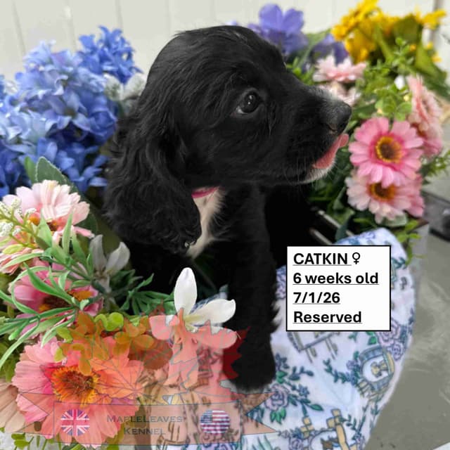 English Working Cocker Spaniel Puppies media 8