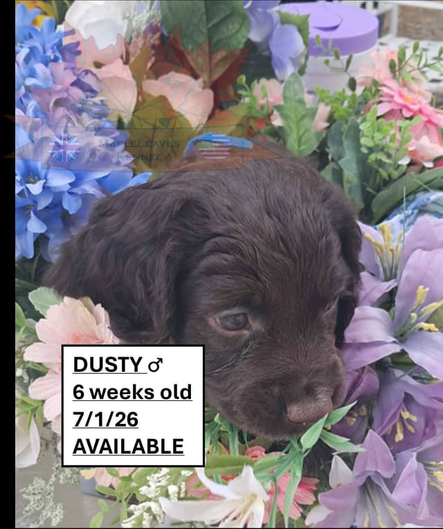 English Working Cocker Spaniel Puppies media 18