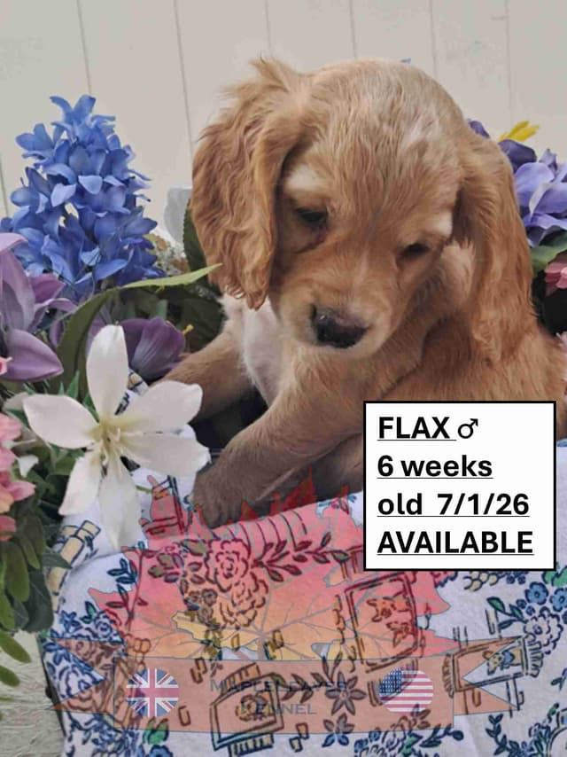 English Working Cocker Spaniel Puppies media 5