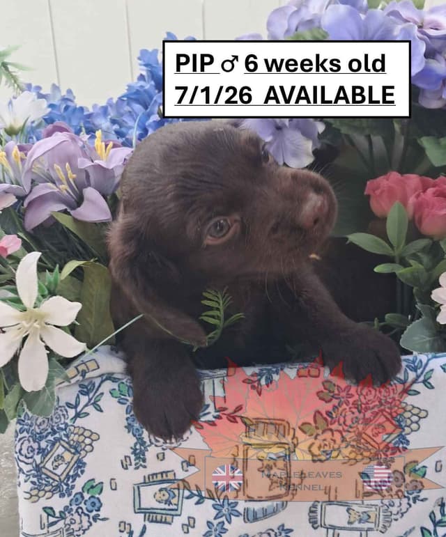 English Working Cocker Spaniel Puppies media 21