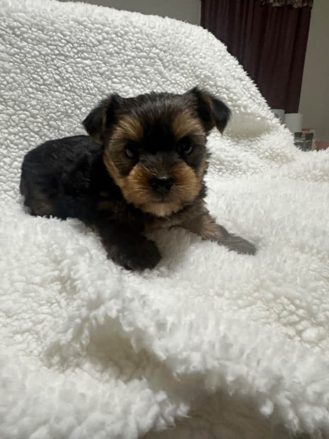 Yorkshire Terrier Male puppy media 2