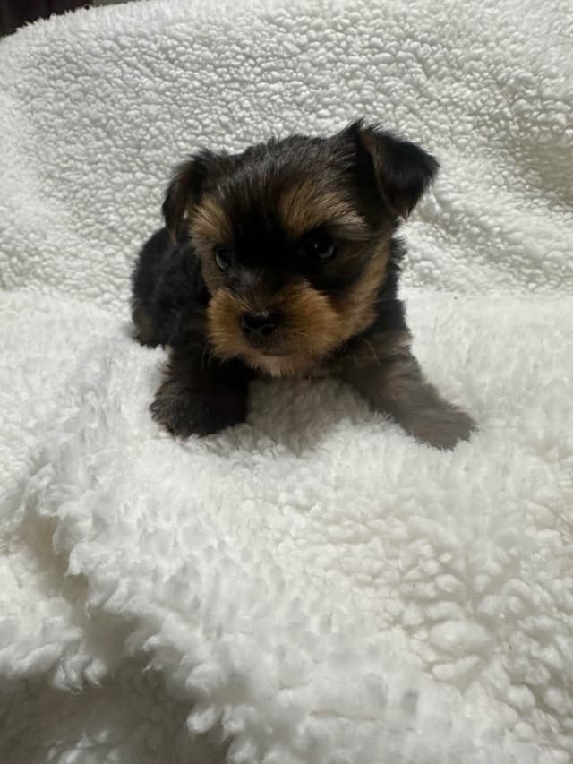 Yorkshire Terrier Male puppy media 3